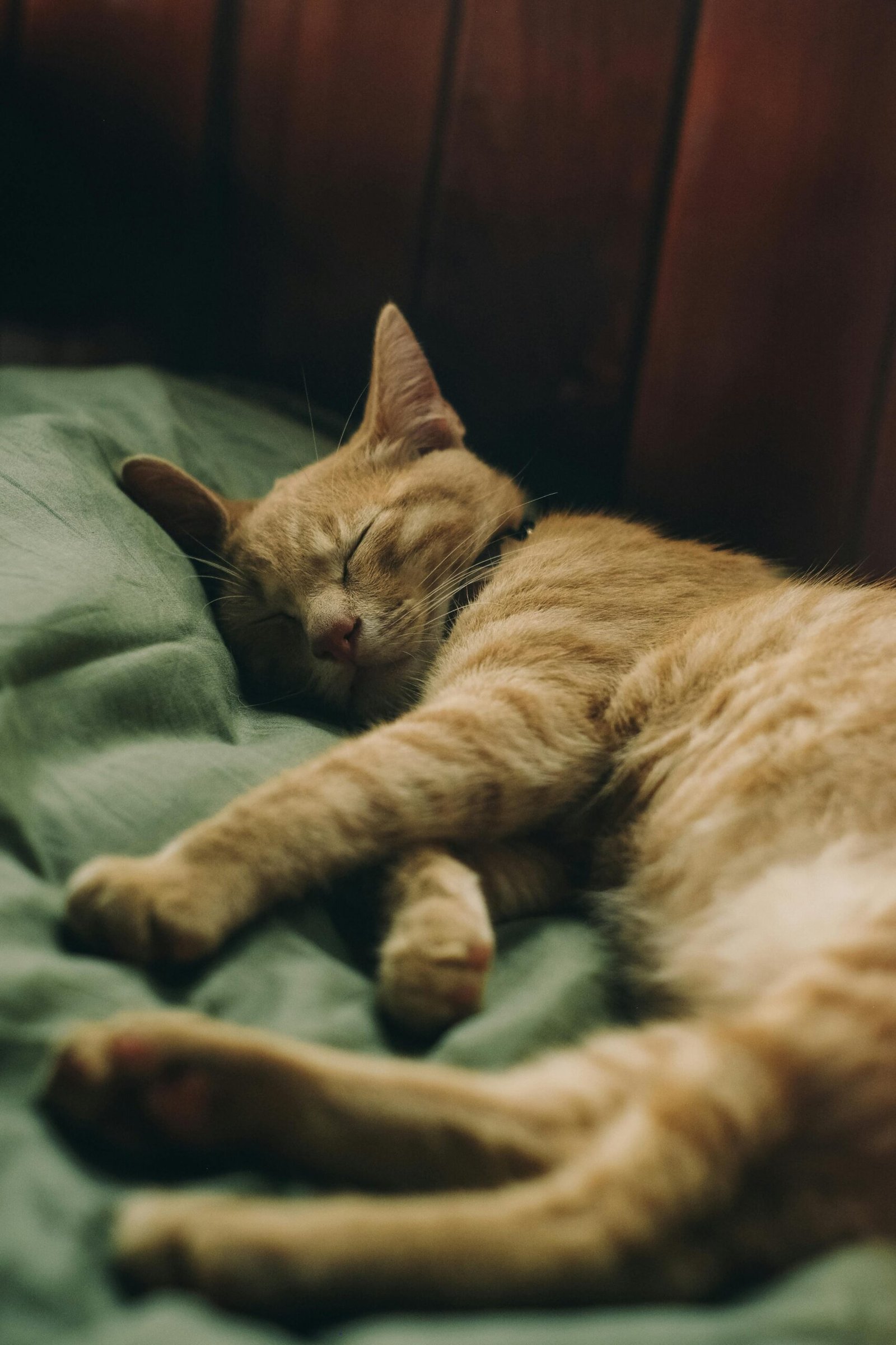 Adorable ginger cat peacefully sleeping indoors on a comfortable bed.